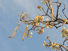 Image result for Radermachera xylocarpa