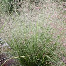 Image result for Eragrostis mildbraedii