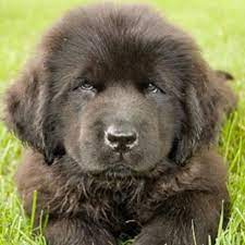 A full grown male newfoundland or landseer will weigh between 130 and 150 pounds. Crooked River Saints Newfoundland Dog Breeder In Waterford Maine