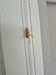 Image result for yellow sac spider bite skin