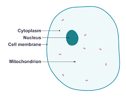 Maybe you would like to learn more about one of these? File Simple Diagram Of Animal Cell En Svg Simple English Wikipedia The Free Encyclopedia