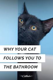 Nearly Every Cat Owner Cat Agree Cats Love To Follow Us To This Place In Our Home Find Out Why Here Cattitudedaily Catbeha Cat Behavior Cat Parenting Cats