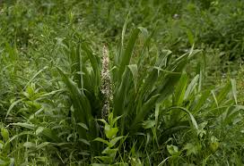 Image result for Chlorophytum macrophyllum
