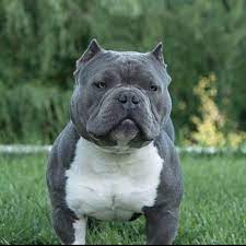 Confident, exuberant, and friendly, american bullies are a mix of around five different kinds of pit bull, but the american pit bull terrier is considered to be the parent breed. Instagram Photo By American Bully May 3 2016 At 10 52pm Utc Bully Breeds Dogs American Bully Bully Dog