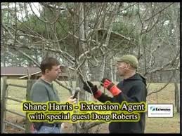 Check spelling or type a new query. Pruning A Pear Tree Pruning Fruit Trees Prune Tree Pruning