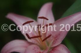 I promise you'll love it guys! Lunapic Free Online Photo Editor Watermark Tool