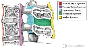 We did not find results for: The Cervical Spine Features Joints Ligaments Teachmeanatomy