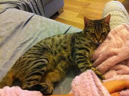 Miskin Kedi 2015