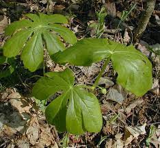 The large leaves of these plants are sometimes more interesting than the flowers themselves. 25 Best Large Green Leaf Plants 2021 Gardening Tips And Tricks