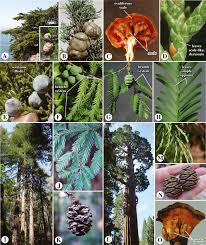 Image result for Pinaceae