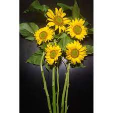 Penanaman kapan menanam bunga matahari. Bunga Potong Bunga Matahari Sunflower Sun Flower Segar Asli Shopee Indonesia
