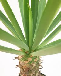 Image result for Euphorbia fanshawei