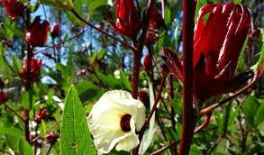 Hibiscus flowers are edible and they're one of the nicest of the edible flower range. How To Grow Rosella Make It Into Jam Self Sufficient Me