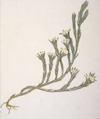 Image result for Thymelaeaceae