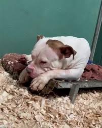 Please help Cali , she's good with cats and dogs . She's getting depressed in there now | Facebook