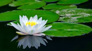 White lotus wallpapers images photos pictures backgrounds. White Lotus Flower Photo Hd Wallpaper Preview 10wallpaper Com