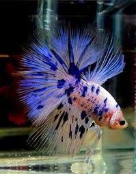 I Want Him Betta Fish Betta Fish