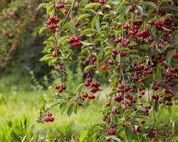 Image of Cherry tree