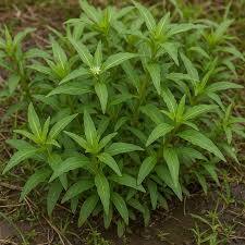 Image result for Enydra fluctuans