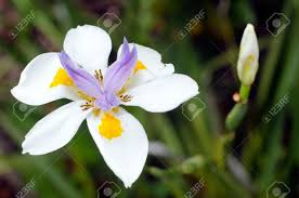 It is the best white iris variety for gifts for gardeners as it is easy to grow and we have high quality plants! Originally From Kenya Eastern And South Africa The Fortnight Stock Photo Picture And Royalty Free Image Image 42493762