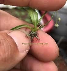 Image result for Brachystelma