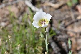 You can plant a garden with fruits, veggies and wildflowers during arizona's 2020 monsoon season. Common Arizona Wildflowers What To Look For When The Desert Blooms