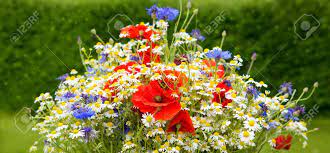 Nous avons encore des photos de plus de 45 000 libres de droit. Bouquet De Fleurs Sauvages Avec Des Coquelicots Marguerites Et De Bleuets Fleurs Sauvages Isoles Sur Fond Vert Banque D Images Et Photos Libres De Droits Image 60083114