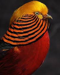 Bird With Colorful Feathers On Head Fancy And Pretty Golden Head Bird Styles Time Colorful Birds Animals Beautiful Beautiful Birds