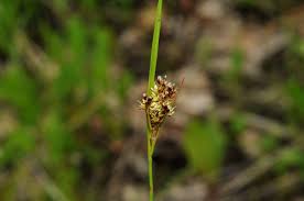 Image result for Luzula johnstonii