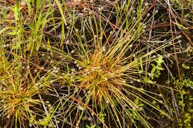 Image result for Eriocaulaceae