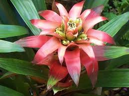 Bromeliad Rainforest Plants Rainforest Flowers Plants