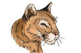 Sketch the appropriate shape of the neck and upper body. How To Draw A Mountain Lion Drawingnow