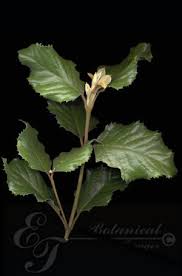 Image result for Curtisia dentata