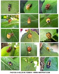 Fun, easy, and educational project with insect lore grouchy ladybug kit! Temperate Climate Permaculture Beneficial Insects Ladybugs Ladybug Larvae Ladybug Ladybug Life Cycle