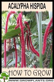 Image result for Acalypha fimbriata