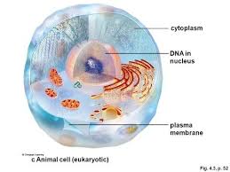Cell surface membrane animal cell. What Is The Difference Between Cytoplasm And Plasma Membrane Quora