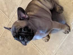 Find local french bulldog puppies for sale and dogs for adoption near you. Drumstick Pup Akc French Bulldog For Sale At Monticello Minnesota In 2020 French Bulldog For Sale Puppies Near Me Bulldog Puppies