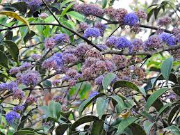 Image result for Memecylon sp. D