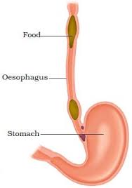 Maybe you would like to learn more about one of these? Nutrition In Animals Oesophagus Or Food Pipe7th Science
