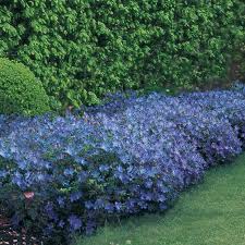 Image result for Geranium bohemicum Orhcid Blue