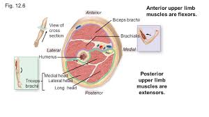 I Like How It Shows The Cross Section Through The Arm Of Where It Is Arteries Anatomy Head Muscles Medical Illustration