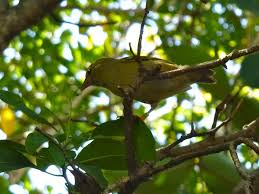 Image result for Hilsenbergia petiolaris