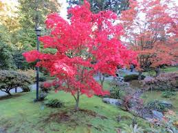 Acer Palmatum Osakazuki Akame Acer Palmatum Acer Forest Landscaping