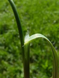 Image result for Bromus leptoclados