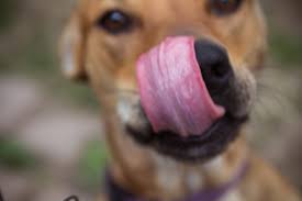 Your Dog S Obsessive Licking May Be Sign Of A Hidden Health Problem Dr Marty Becker