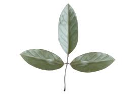 Image result for Macropsychanthus