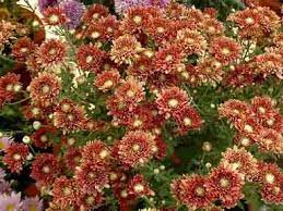 Shevanti Gardentia Chrysanthemum Morifolium Flowers Holiday Decor