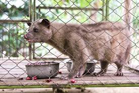 Instead, they chew and spit them out onto the. Kopi Luwak Busting The Civet Cat Coffee Myth