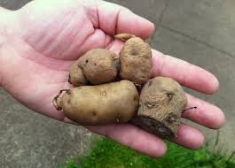 Maybe you would like to learn more about one of these? Ozette Potato Brings Flavor Northwest History To Your Garden Peninsula Daily News