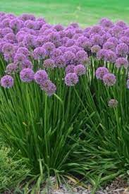 Millenium Allium Flower Landscape Plants Garden Shrubs